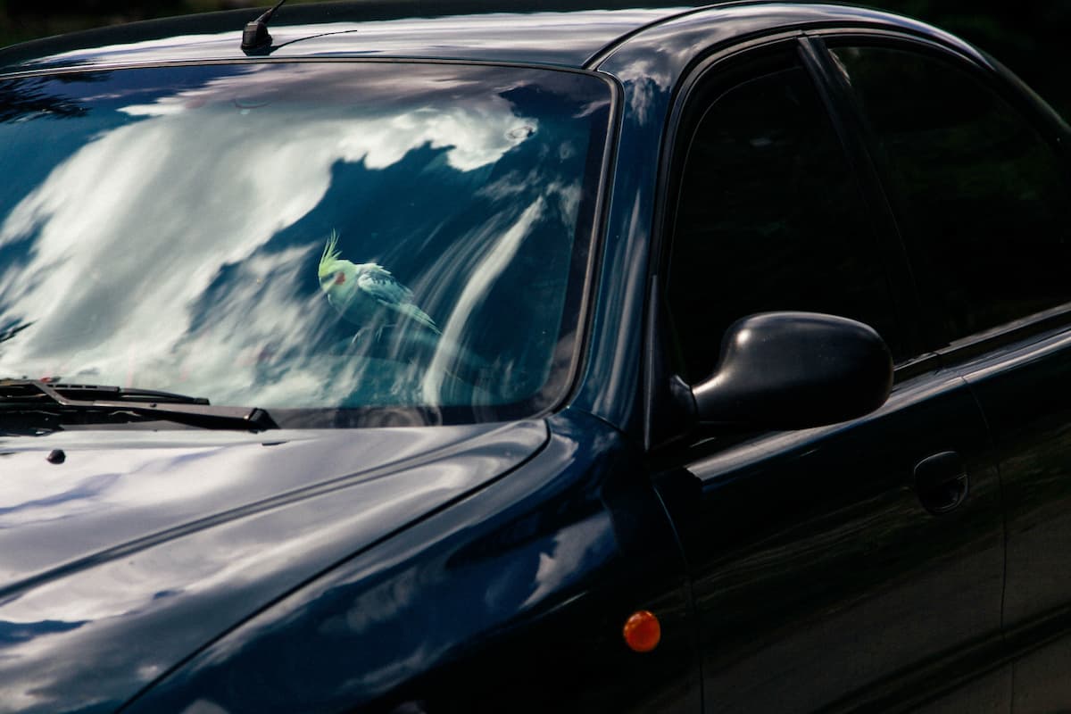 ¿Puedo polarizar mi carro? Descubre lo que dice la norma en Colombia